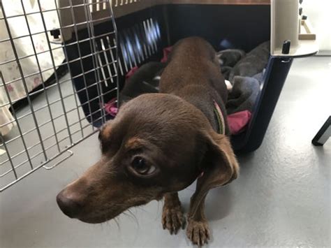 Bergen county animal shelter & adoption center - The Ramapo-Bergen Animal Refuge and Jersey Pits Rescue are in need of donations for three tiny puppies found outside in the cold on Thursday.
